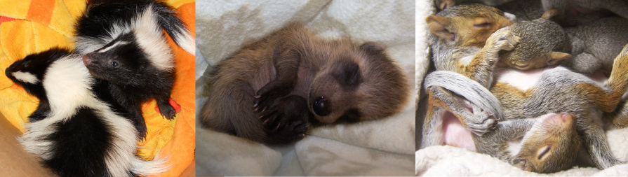 New Arc North East Wildlife Animal Rehabilitation Coalition
